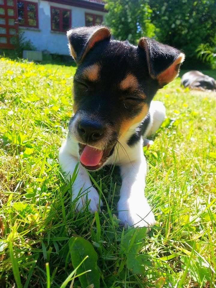 Blanding af racer Chino billede 2