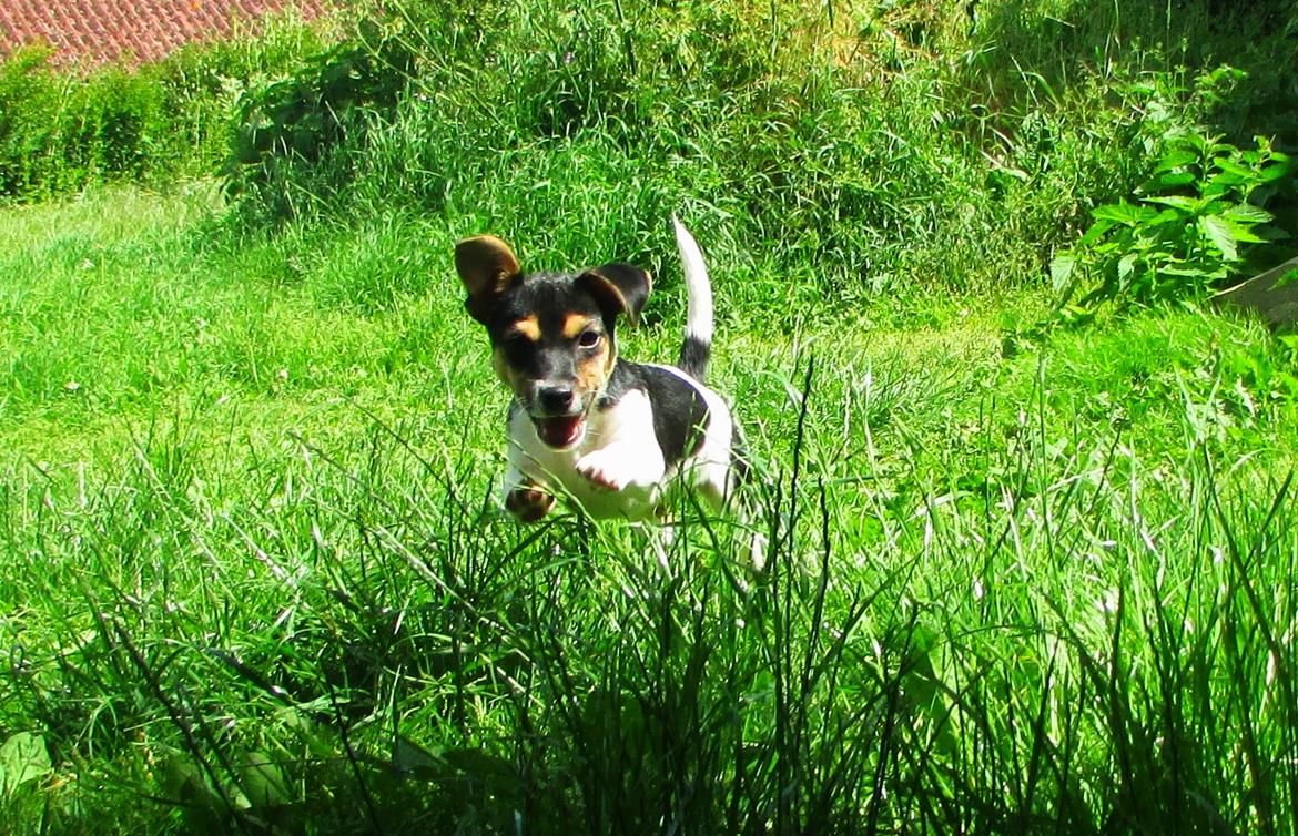 Blanding af racer Chino billede 20