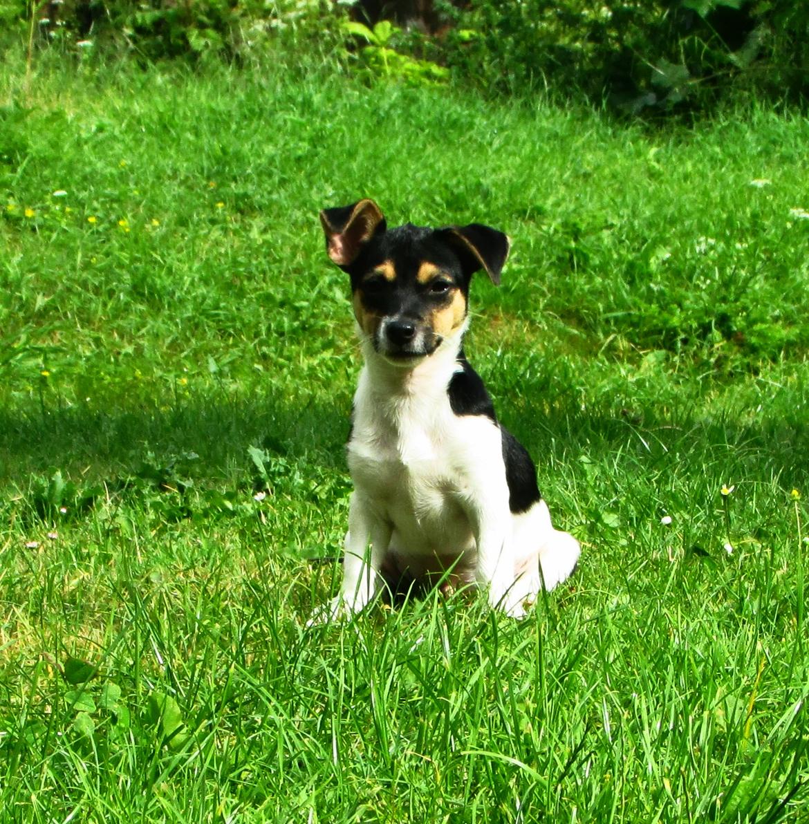 Blanding af racer Chino billede 24