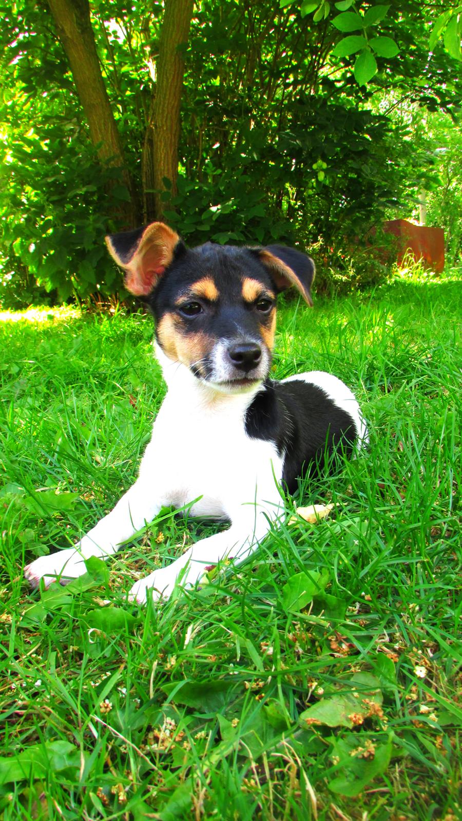 Blanding af racer Chino billede 28