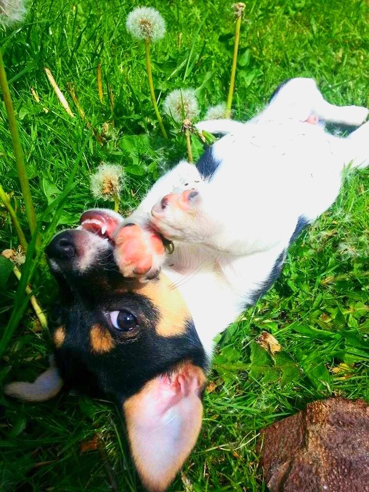 Blanding af racer Chino billede 26