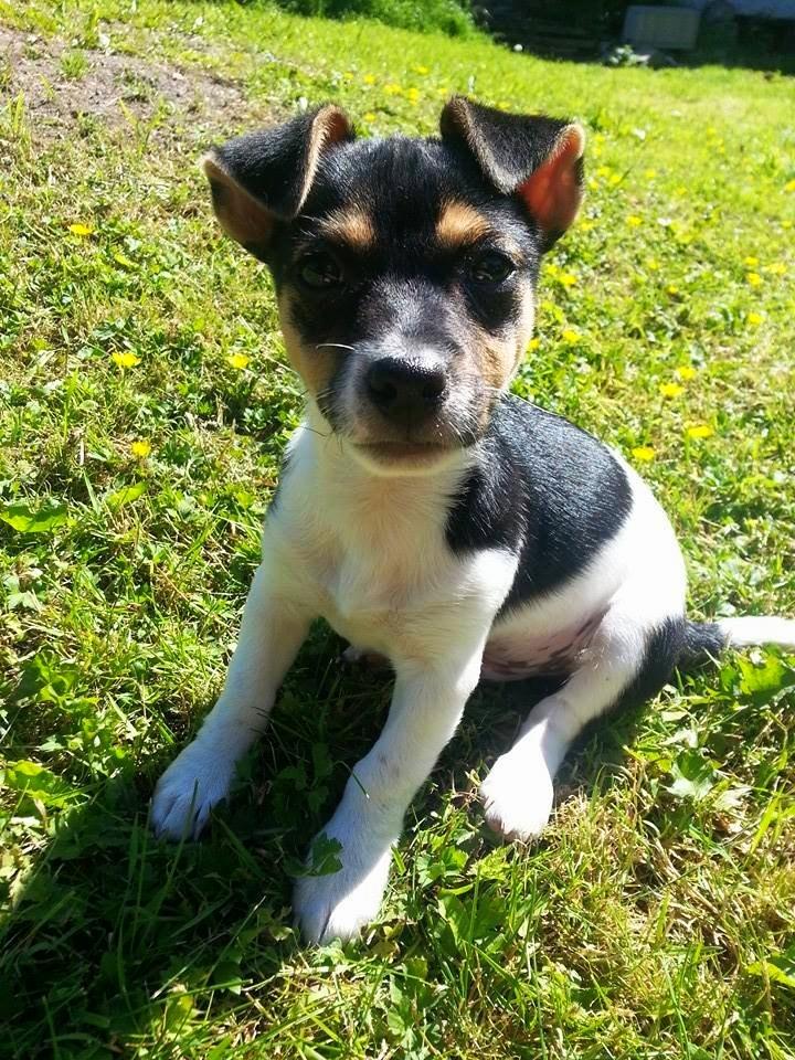 Blanding af racer Chino billede 36