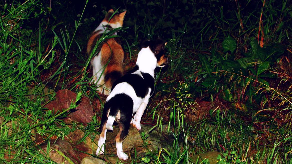 Blanding af racer Chino billede 40