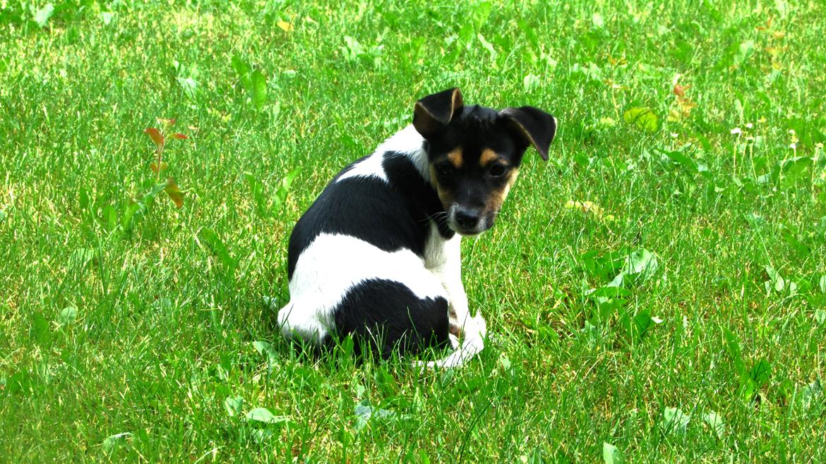 Blanding af racer Chino billede 38