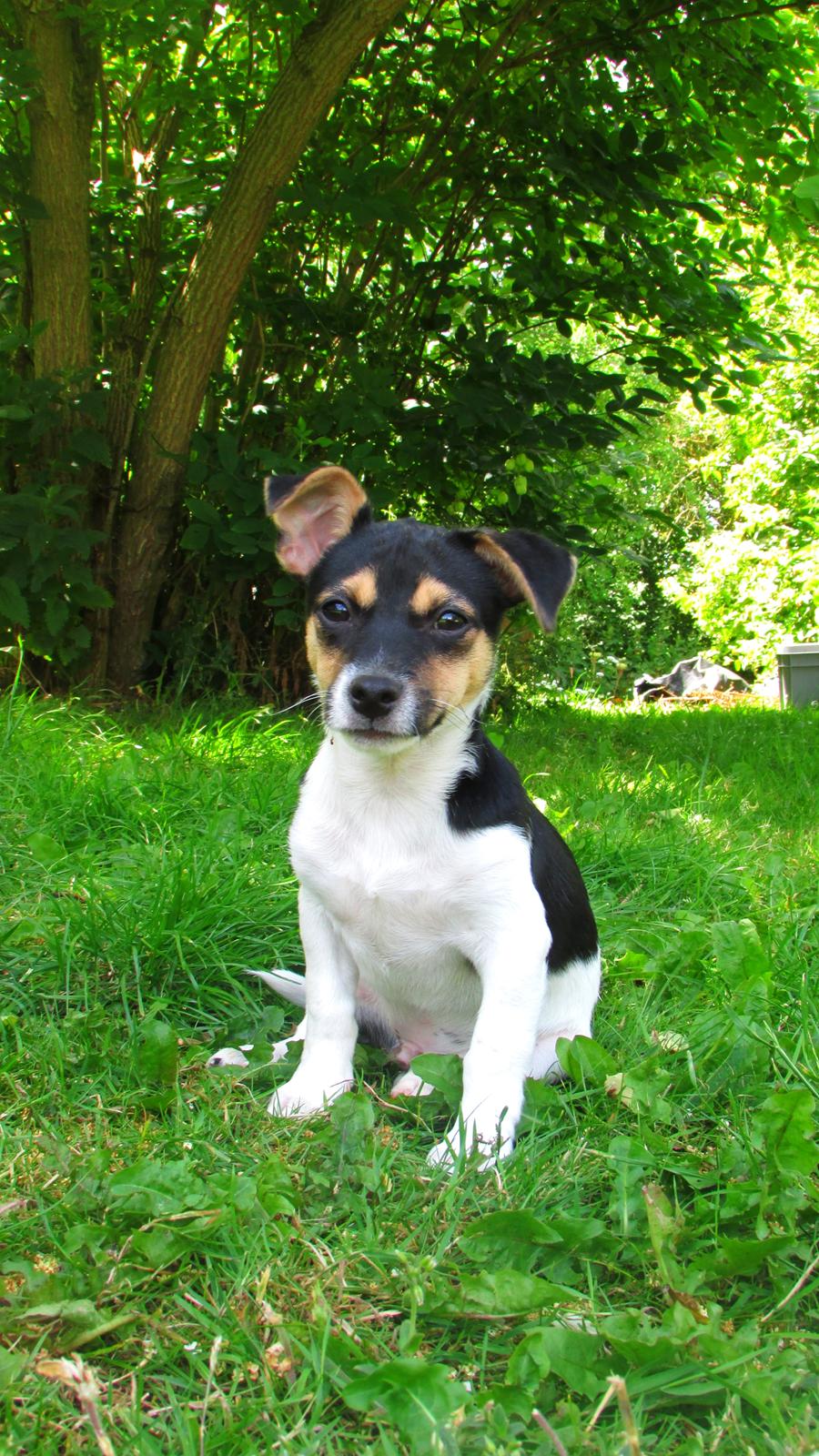 Blanding af racer Chino billede 42