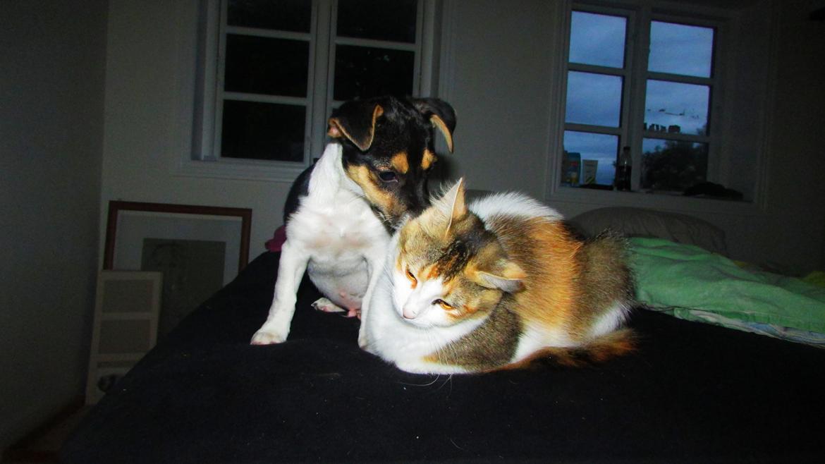 Blanding af racer Chino billede 33