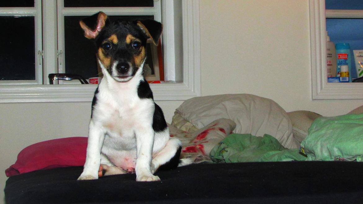 Blanding af racer Chino billede 41