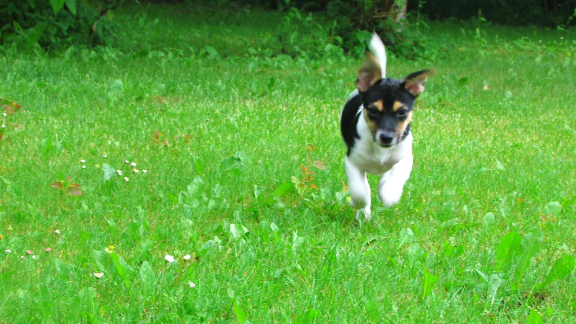 Blanding af racer Chino billede 13