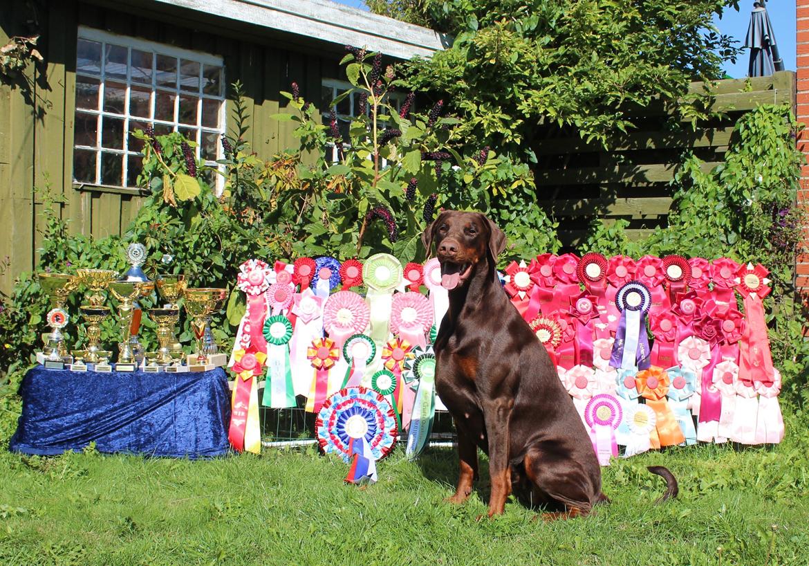 Dobermann DKKV13 AJW13 LUCH Proud Danish Flying Indian Girl billede 5