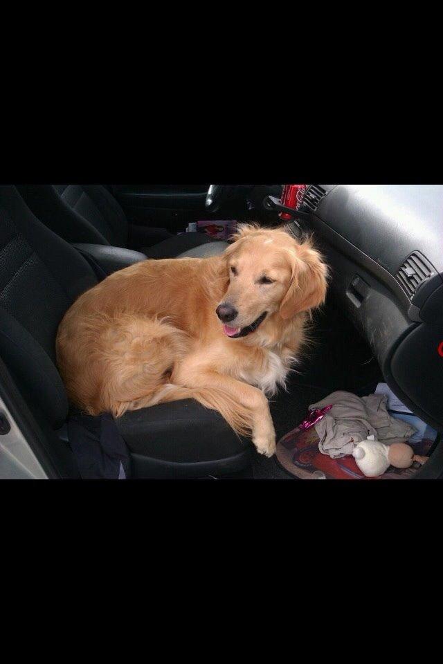 Golden retriever Koda billede 11