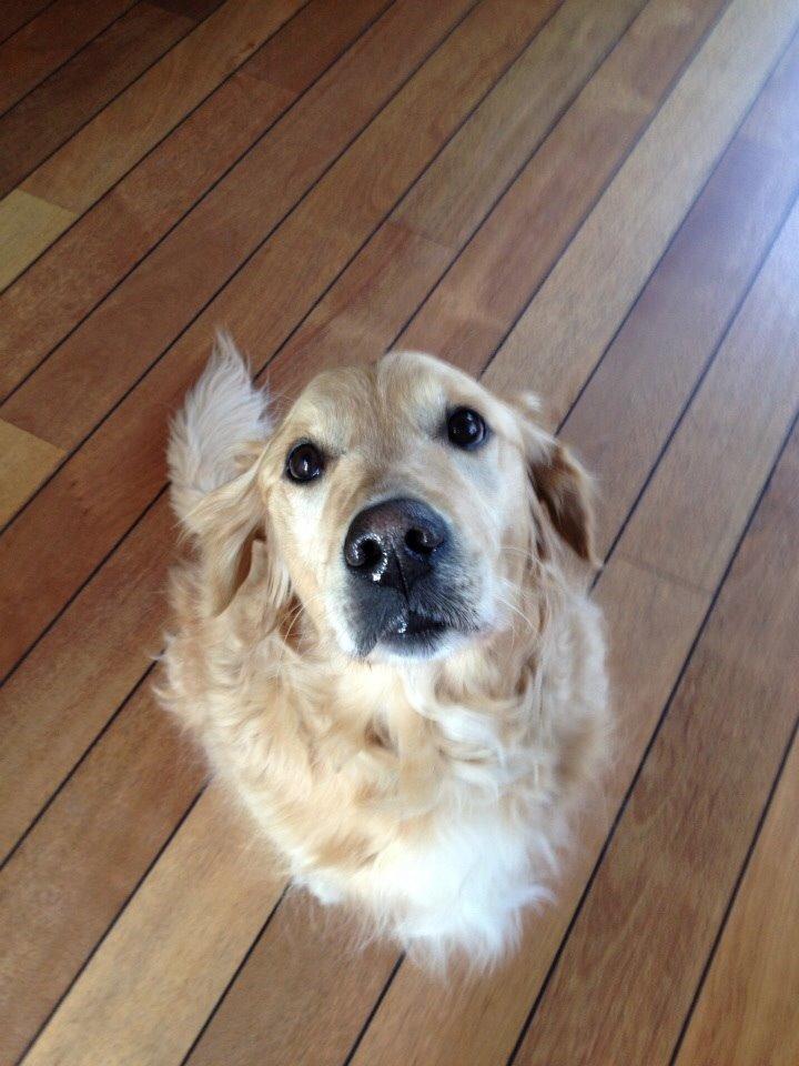 Golden retriever Koda billede 9