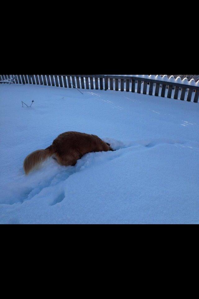 Golden retriever Koda billede 13