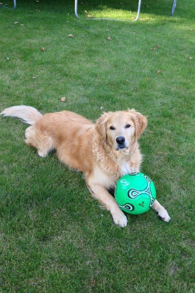 Golden retriever Koda billede 15