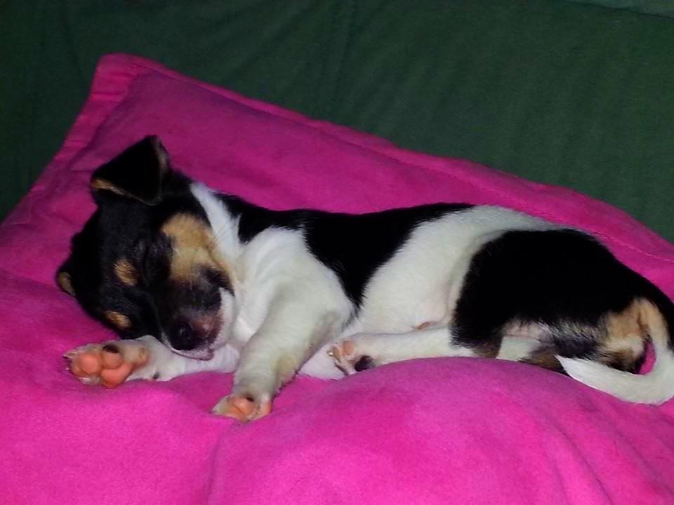 Blanding af racer Chino billede 4