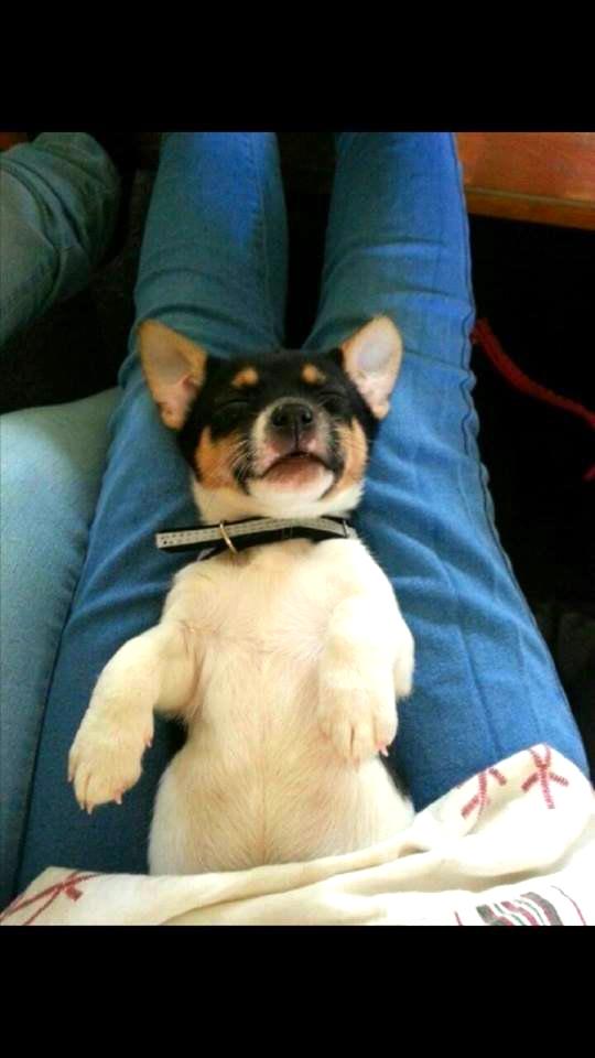 Blanding af racer Chino billede 3