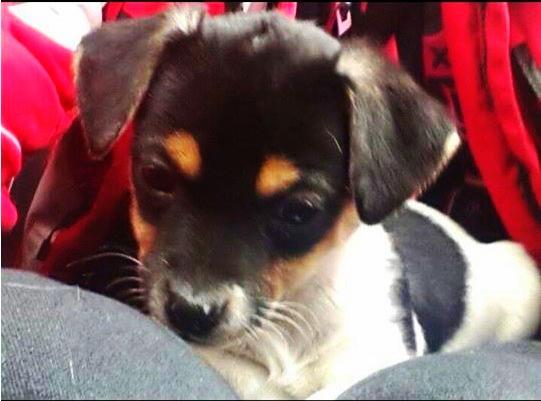 Blanding af racer Chino billede 5