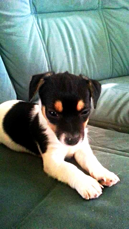 Blanding af racer Chino billede 6