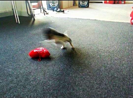 Blanding af racer Chino billede 7