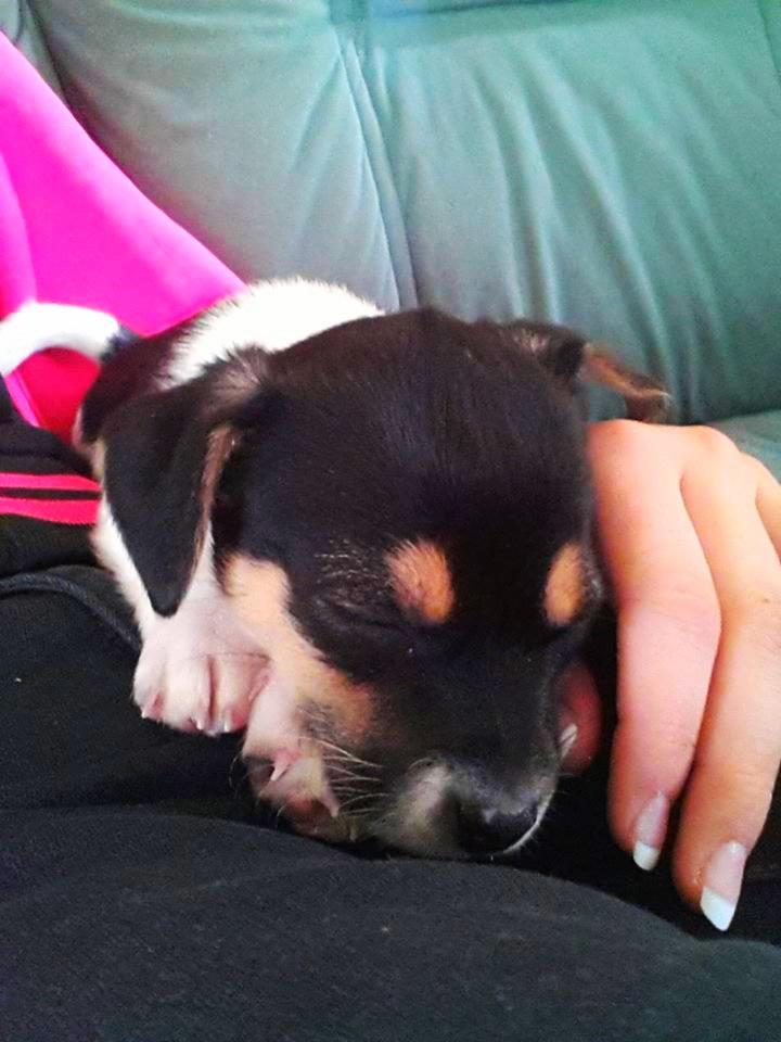 Blanding af racer Chino billede 8