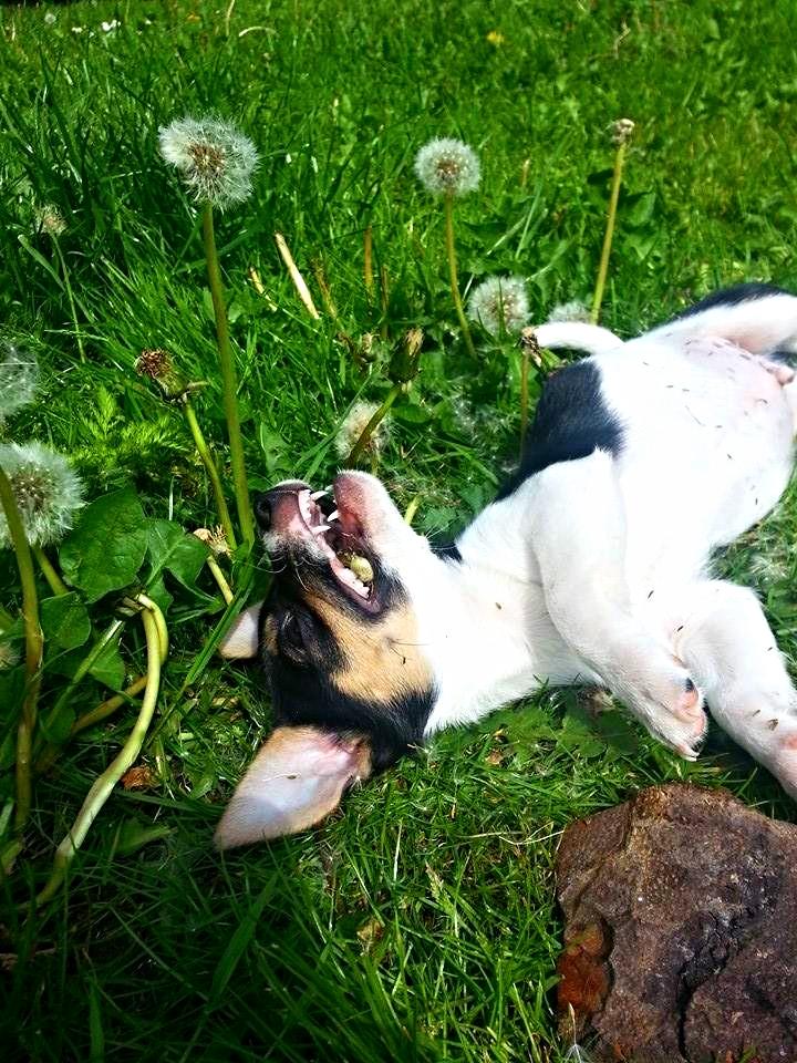 Blanding af racer Chino billede 9