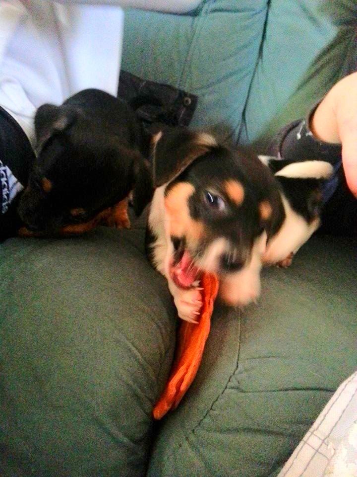 Blanding af racer Chino billede 10