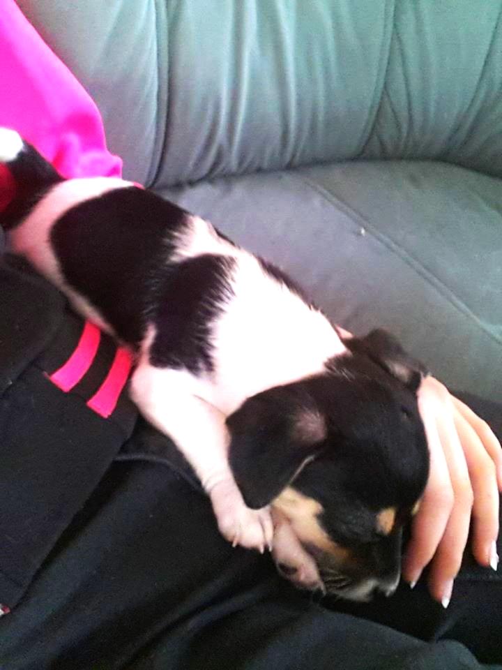 Blanding af racer Chino billede 11