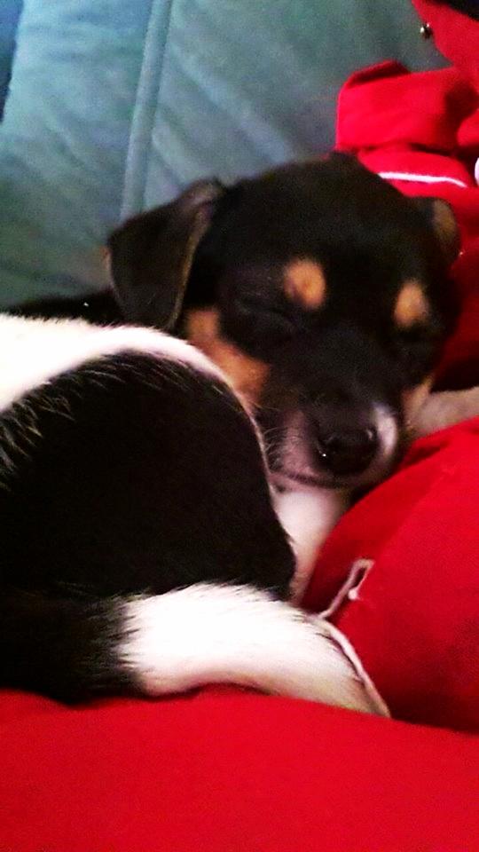 Blanding af racer Chino billede 12