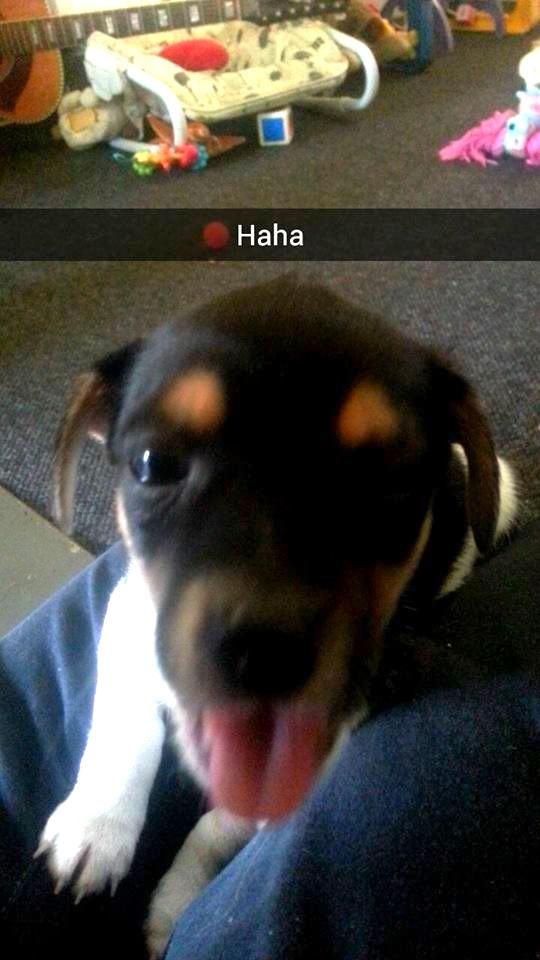 Blanding af racer Chino billede 14