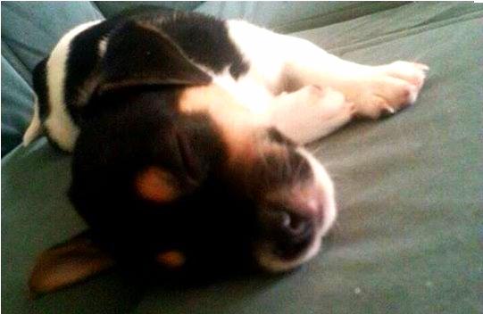 Blanding af racer Chino billede 15