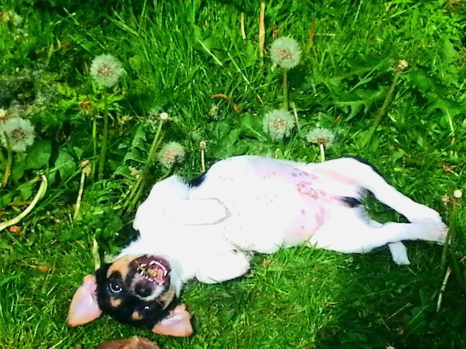 Blanding af racer Chino billede 16