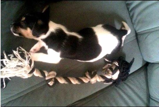 Blanding af racer Chino billede 17