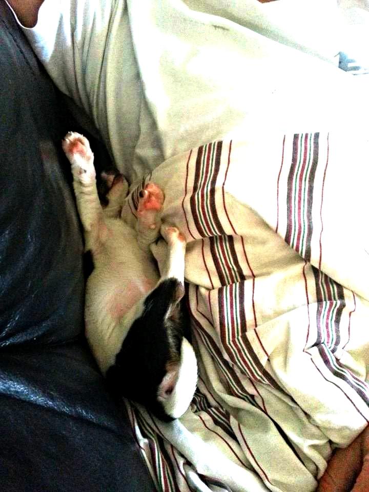 Blanding af racer Chino billede 18