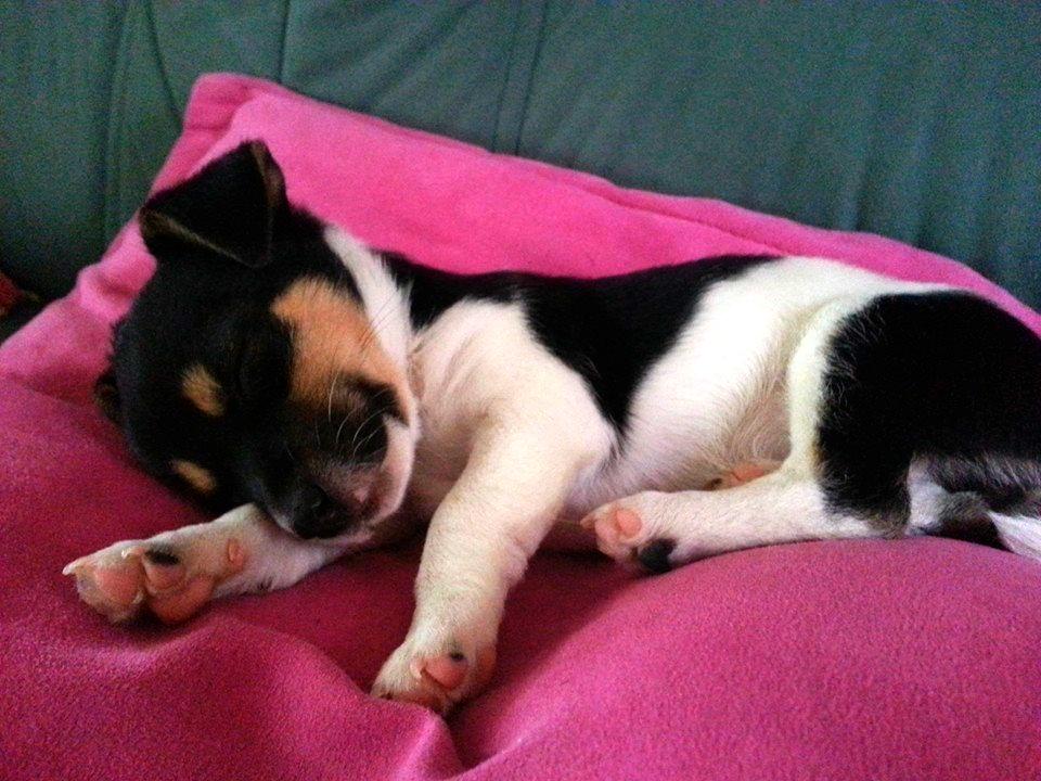 Blanding af racer Chino billede 19