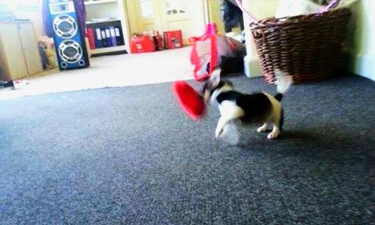 Blanding af racer Chino billede 22