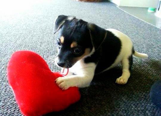 Blanding af racer Chino billede 23