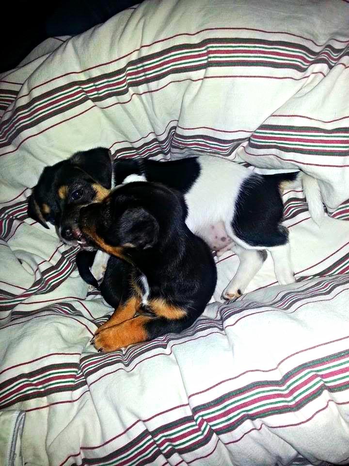 Blanding af racer Chino - Chino sammen med søster Chanel billede 25