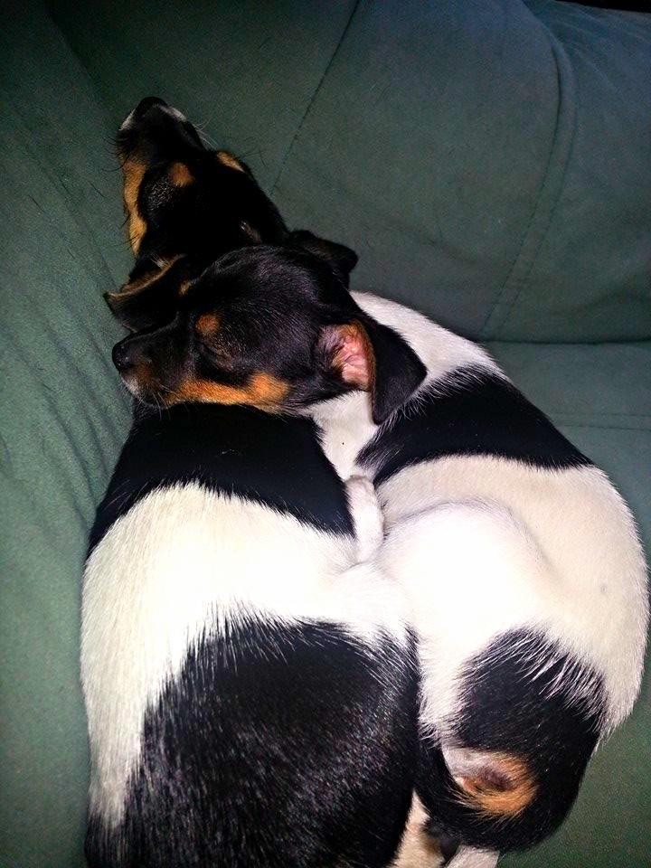 Blanding af racer Chino - Jeg putter lige sammen med min søster Chia :D billede 27