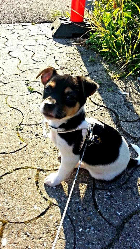 Blanding af racer Chino billede 29