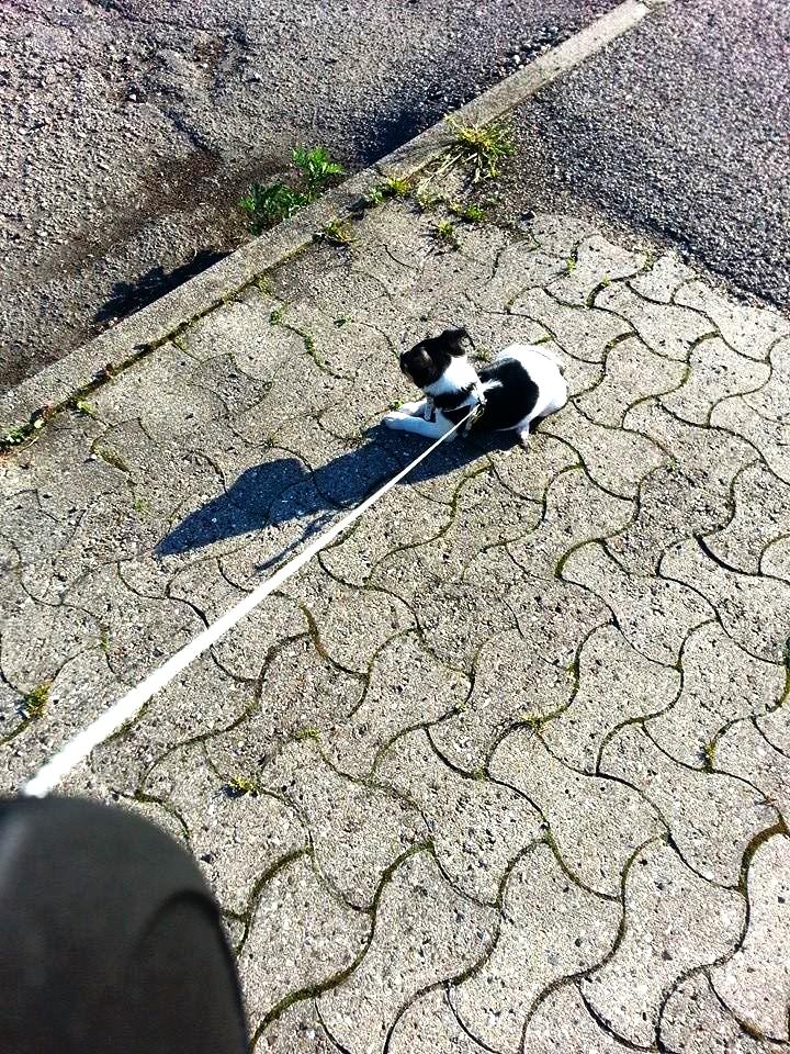 Blanding af racer Chino - Jeg vil ikke gå! Han er dog blevet god nu :P billede 30