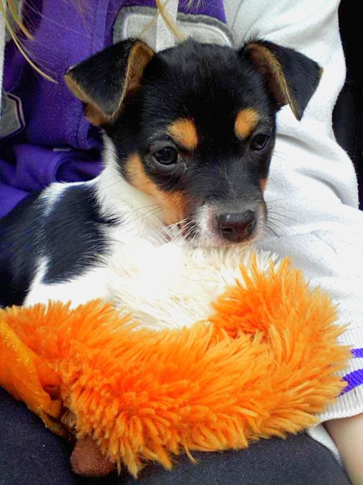 Blanding af racer Chino billede 31