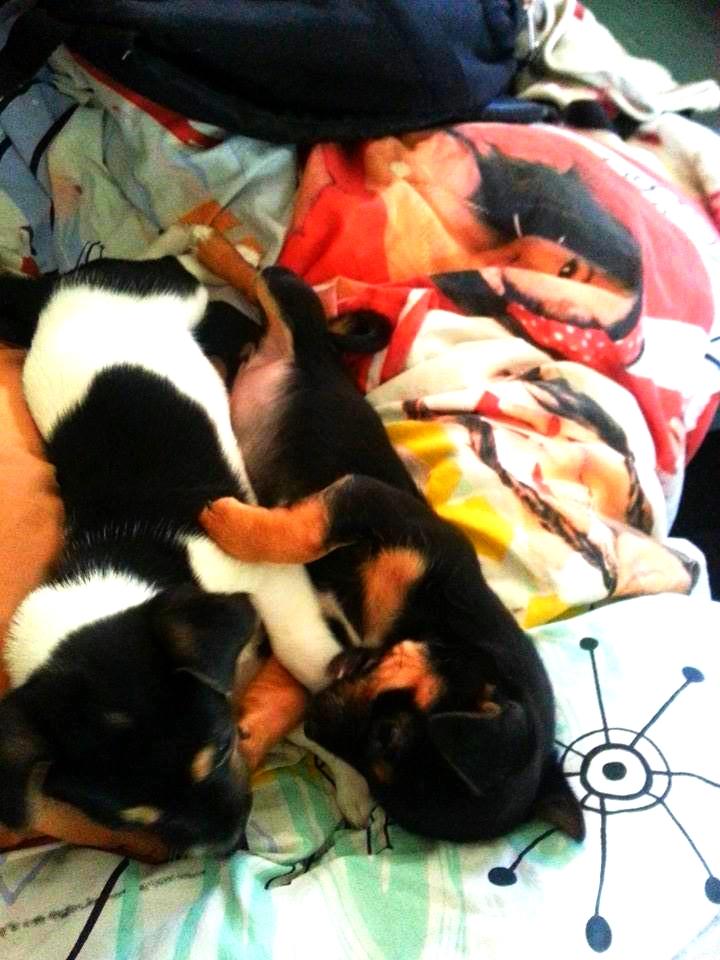 Blanding af racer Chino - Leger lige lidt med min søster Chanel :D billede 32