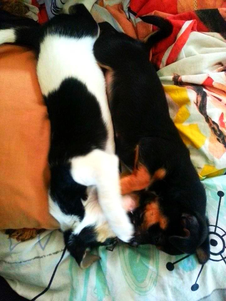 Blanding af racer Chino - Med Chanel igen... billede 34