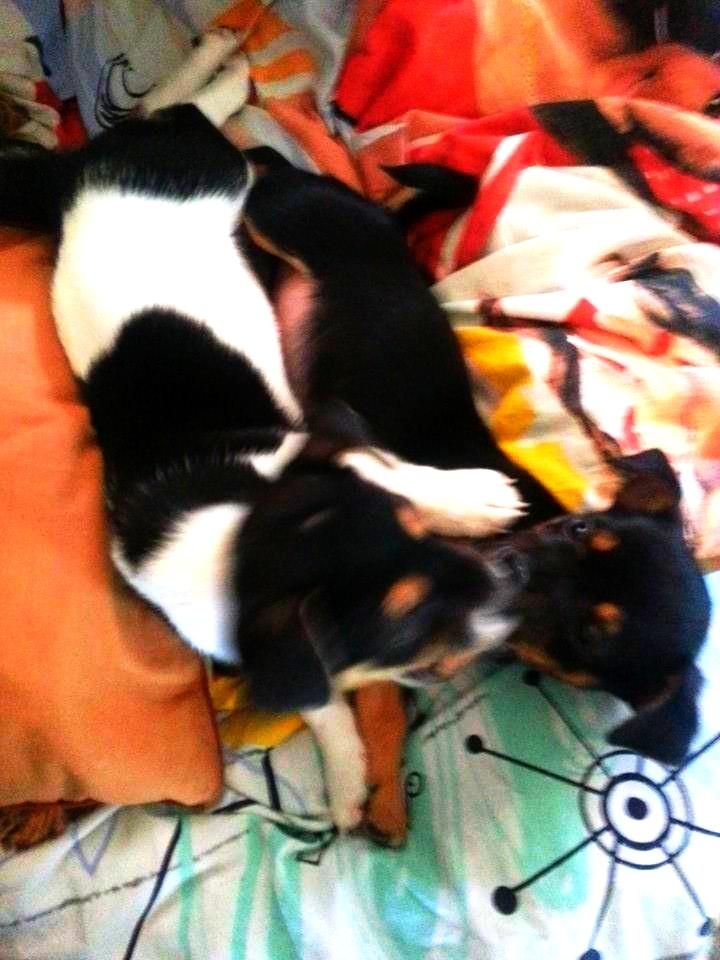 Blanding af racer Chino - Og med Chanel igen... billede 35