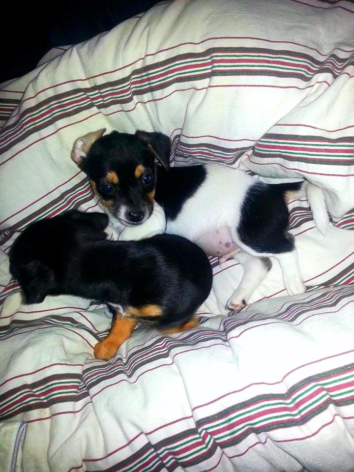 Blanding af racer Chino - Chino sammen med søster Chanel billede 37