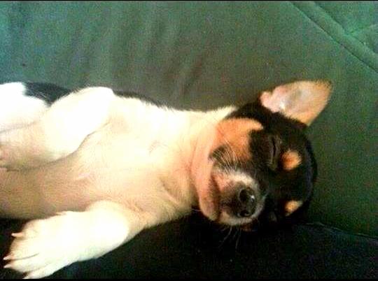 Blanding af racer Chino billede 39