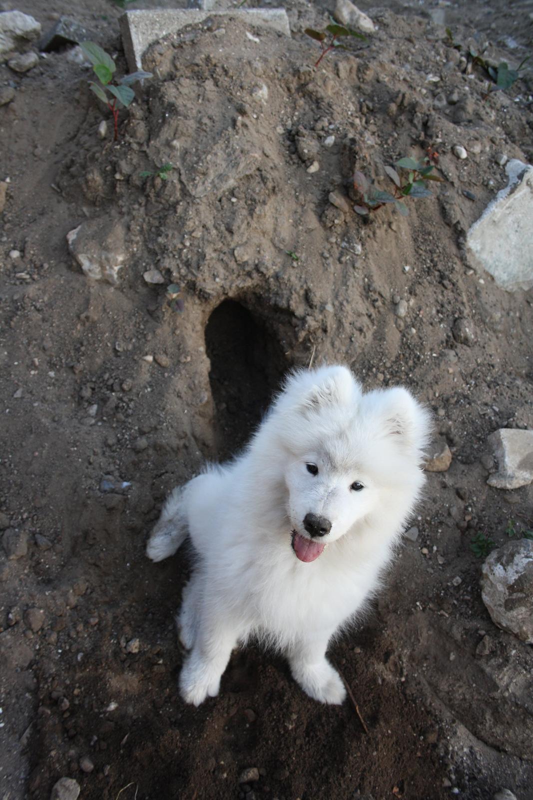 Samojedhund Whitespeciel's Blanc Bijou Raguel (Dexter) billede 19