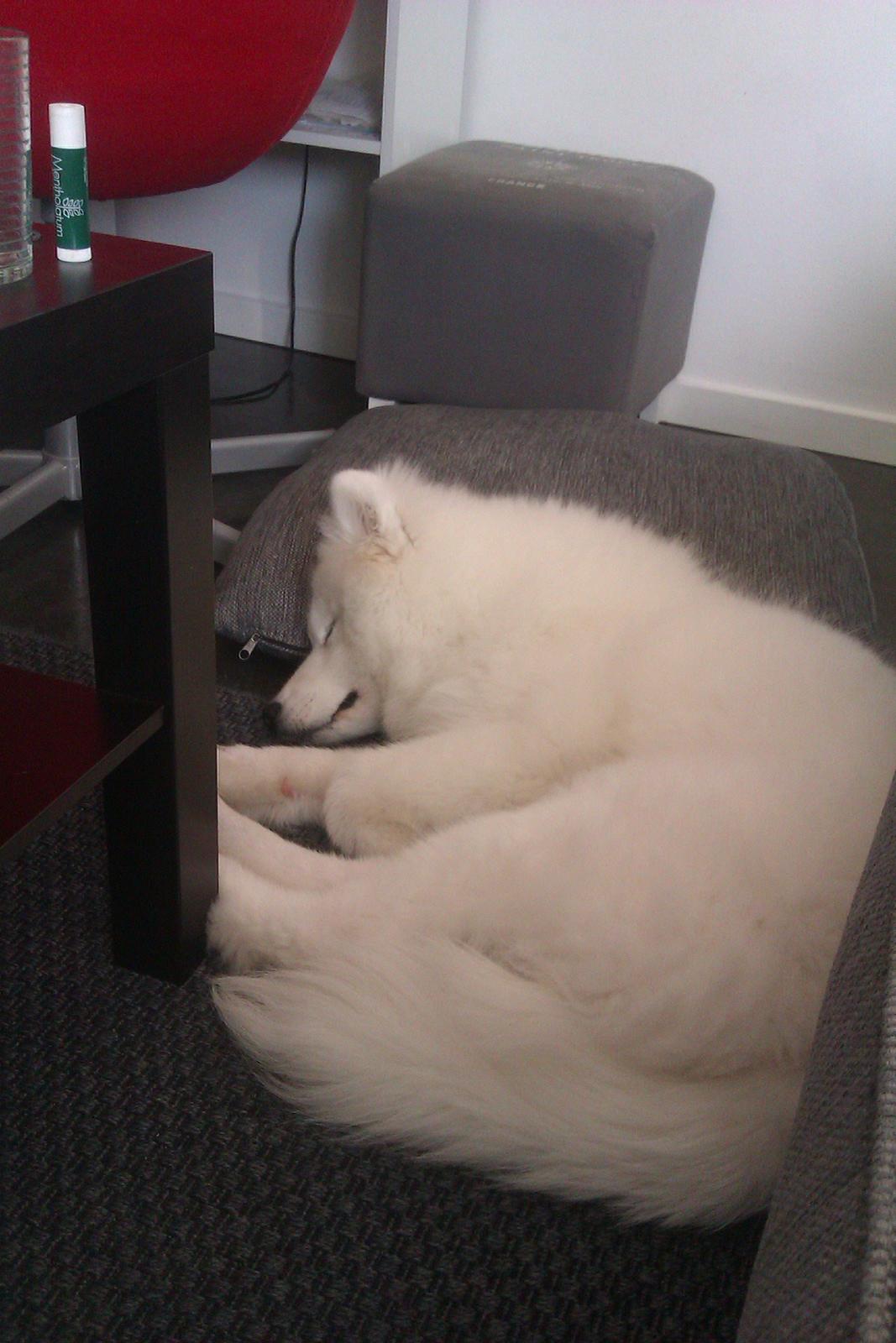 Samojedhund Whitespeciel's Blanc Bijou Raguel (Dexter) billede 11