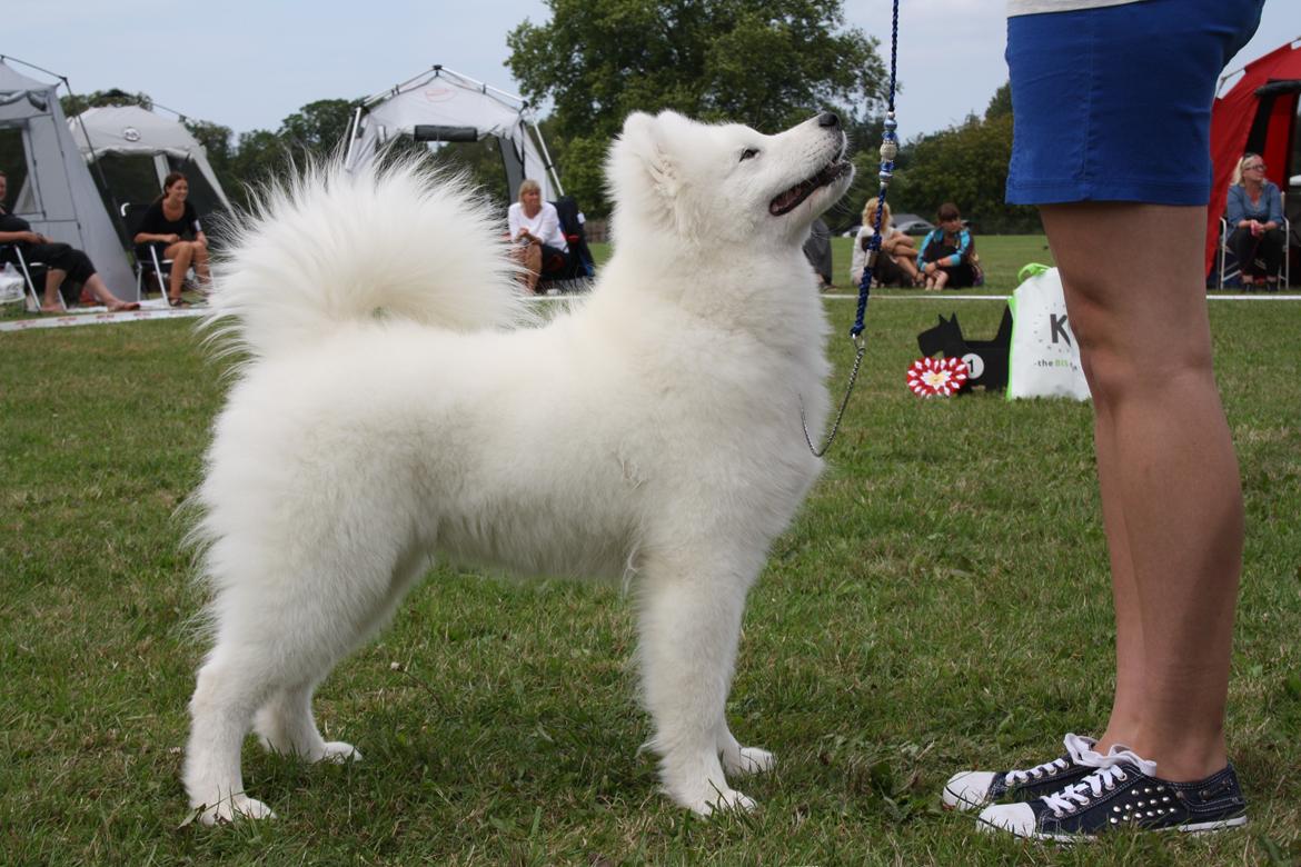 Samojedhund Whitespeciel's Blanc Bijou Raguel (Dexter) billede 5