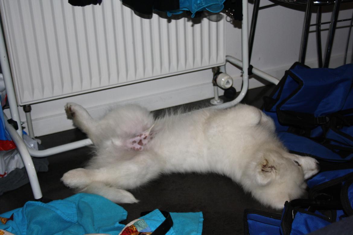 Samojedhund Whitespeciel's Blanc Bijou Raguel (Dexter) billede 12