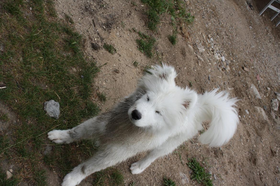 Samojedhund Whitespeciel's Blanc Bijou Raguel (Dexter) billede 17